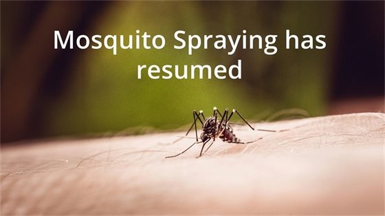Mosquito spraying resumed